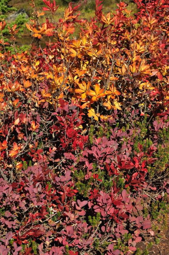 Cores de Outono no Forbidden Plateau, a parte alta do Strathcona Provincial Park, em Vancouver Island, oeste do Canadá